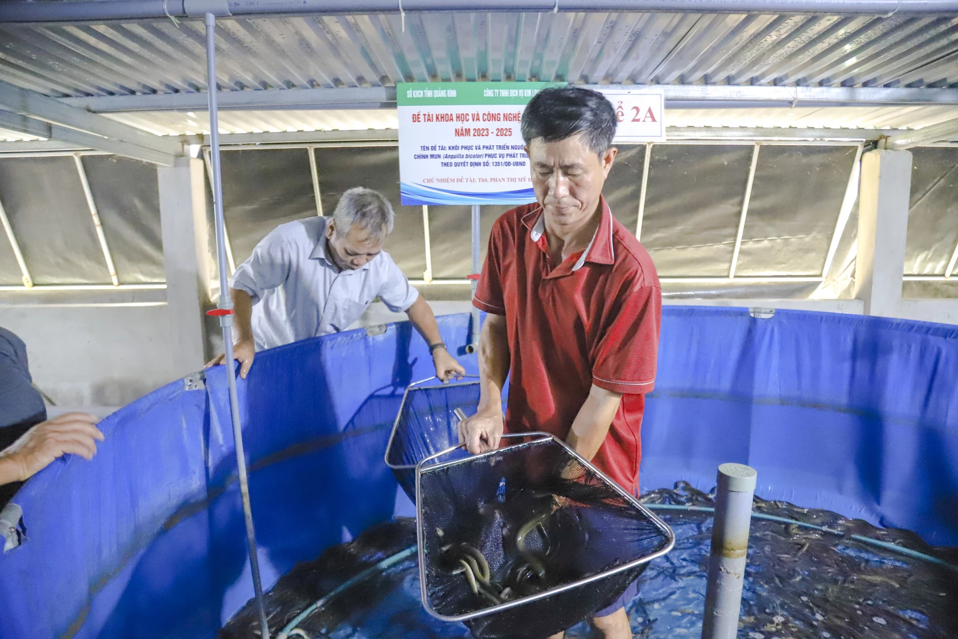 Thu hoạch cá chình mun giống- Ảnh: Sở KHCN