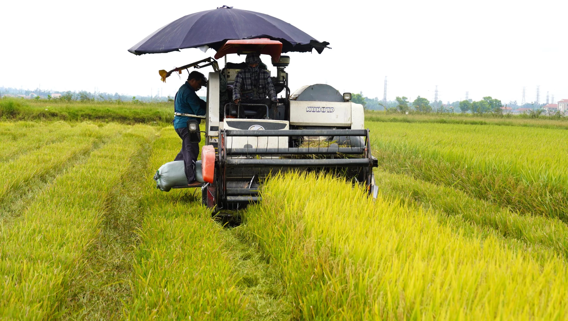 Nông dân xã Lệ Thủy thu hoạch lúa vụ hè thu - Ảnh: C.H