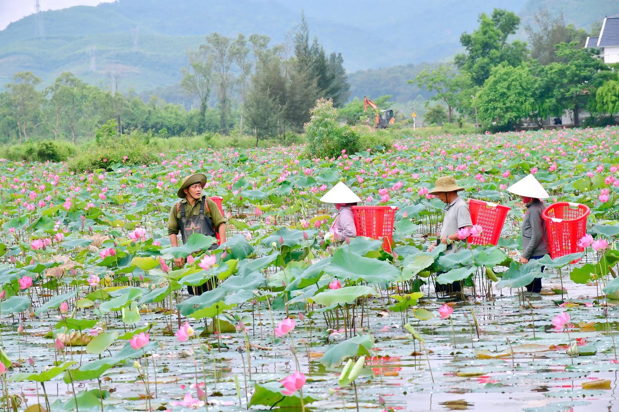 Nhiều mô hình kinh tế mang lại hiệu quả kinh tế cao và giải quyết việc làm cho lao động địa phương - Ảnh: Đ.N