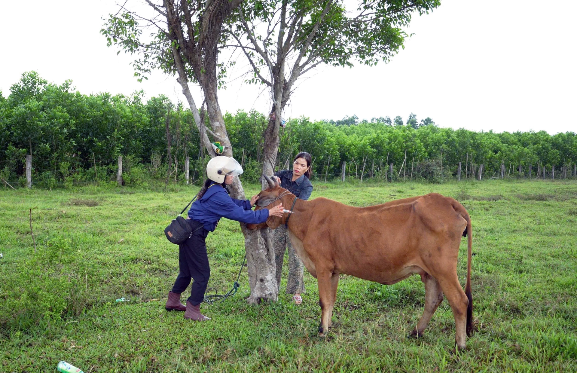 Tiêm phòng vắc-xin cho đàn vật nuôi trên địa bàn xã Lệ Ninh - Ảnh: L.Chi