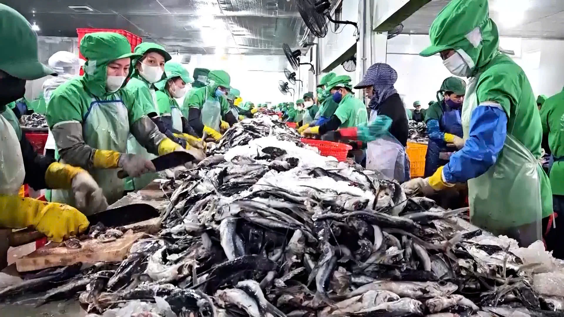 Sơ chế thủy sản theo quy trình nghiêm ngặt để phục vụ xuất khẩu - Ảnh: Phan Khiêm