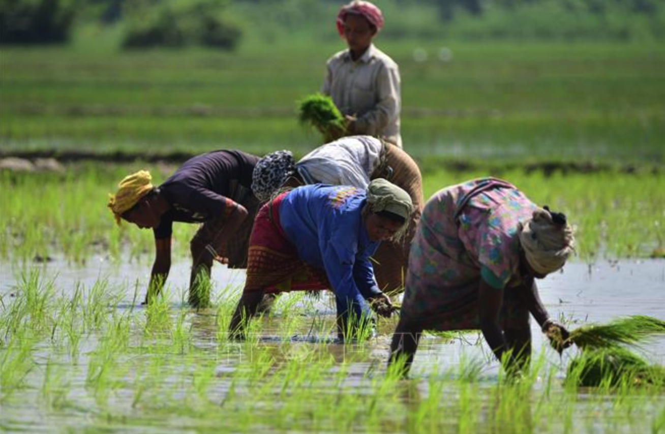 Nông dân trồng lúa trên cánh đồng ở Assam, Ấn Độ. Ảnh: THX/TTXVN
