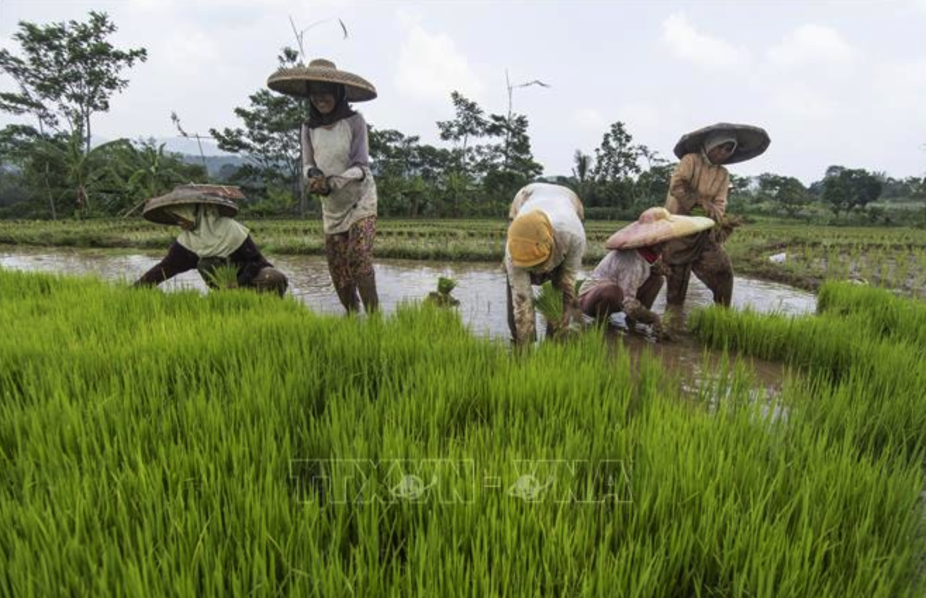Nông dân trồng lúa trên cánh đồng tại Bogor, Tây Java, Indonesia. Ảnh tư liệu: THX/TTXVN