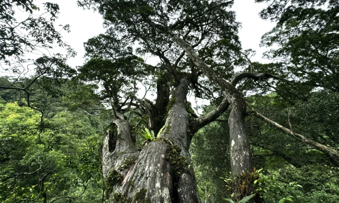 Phong Nha-Kẻ Bàng được công nhận là Khu Dự trữ sinh quyển thế giới