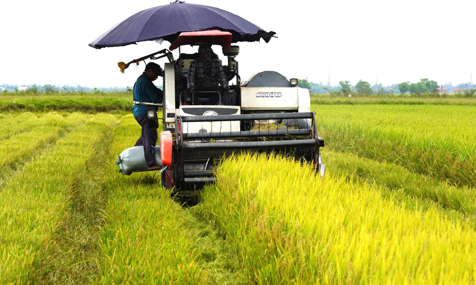 'Gỡ khó' cho sản xuất lúa hữu cơ