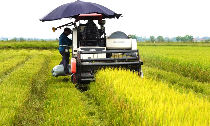 'Gỡ khó' cho sản xuất lúa hữu cơ