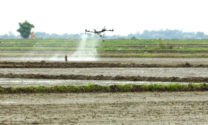Diên Sanh: Hiệu quả từ ứng dụng thiết bị bay không người lái vào sản xuất lúa