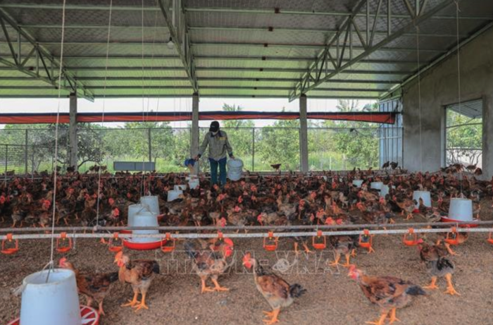 Quy định xử phạt vi phạm hành chính về chăn nuôi