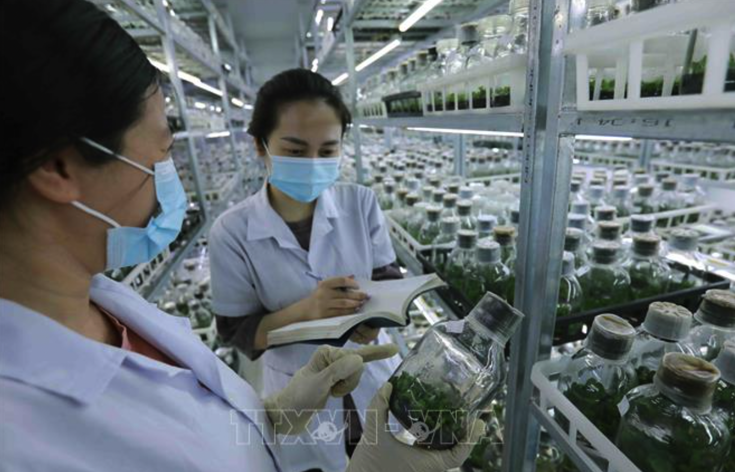 Thực hiện nghiên cứu, lai tạo giống hoa lan bằng phương pháp nuôi cấy mô tại đơn vị thuộc Viện Khoa học Nông nghiệp Việt Nam. Ảnh minh họa: Vũ Sinh/TTXVN