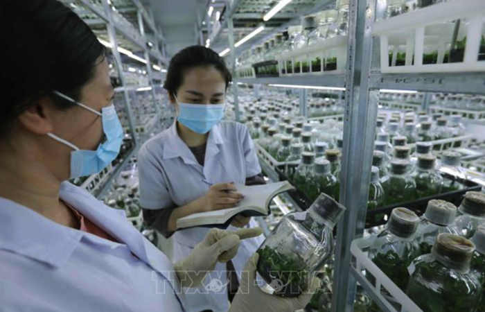 Tổ chức vi phạm về sản xuất, buôn bán giống cây trồng bị phạt đến 100 triệu đồng