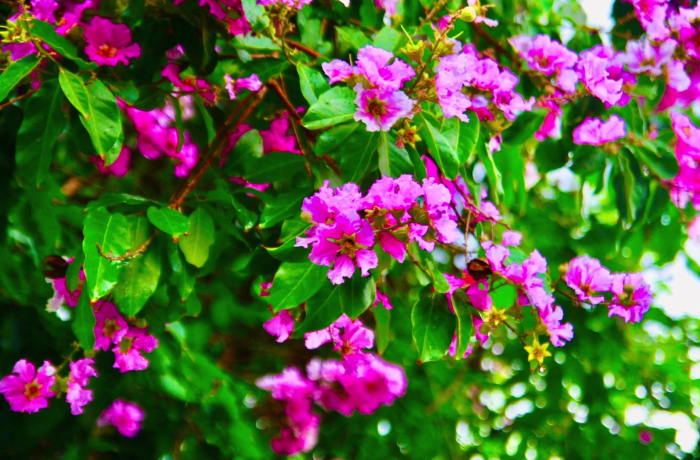Những ngày tháng sáu