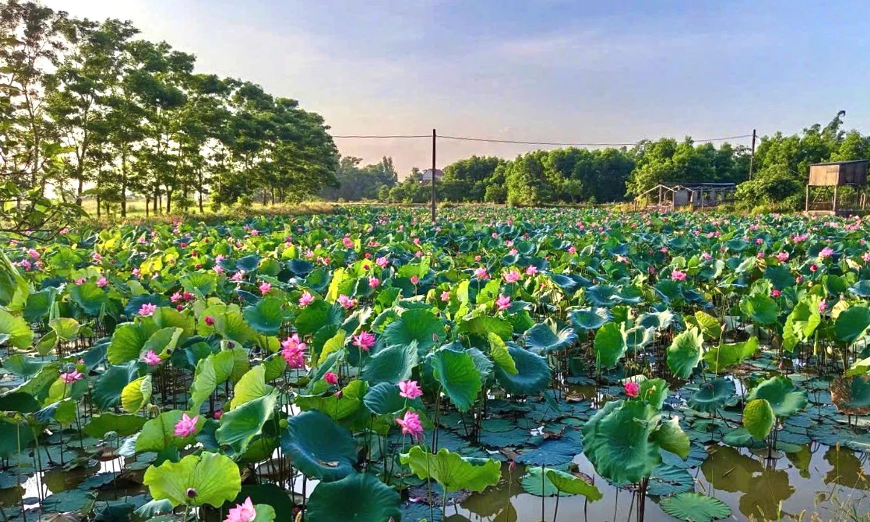 Ruộng trũng 'hồi sinh'