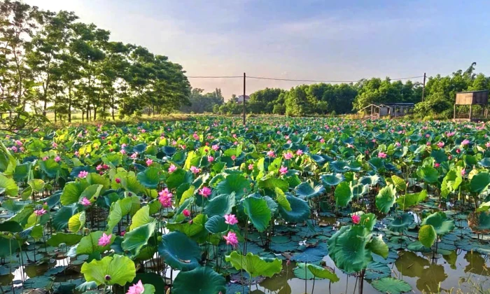 Ruộng trũng 'hồi sinh'