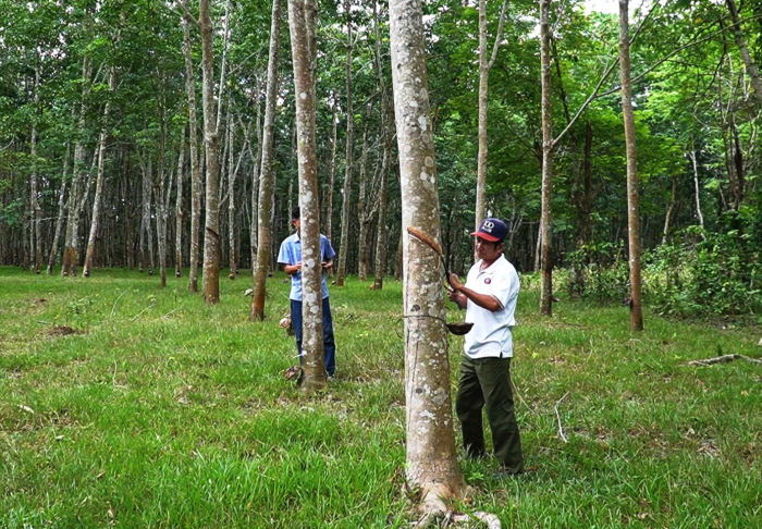 Mủ cao su tăng giá, nông dân A Dơi phấn khởi