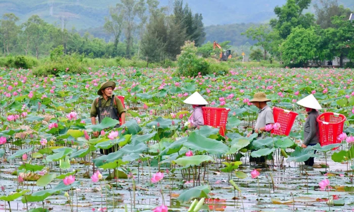 Nhân rộng mô hình sản xuất hiệu quả