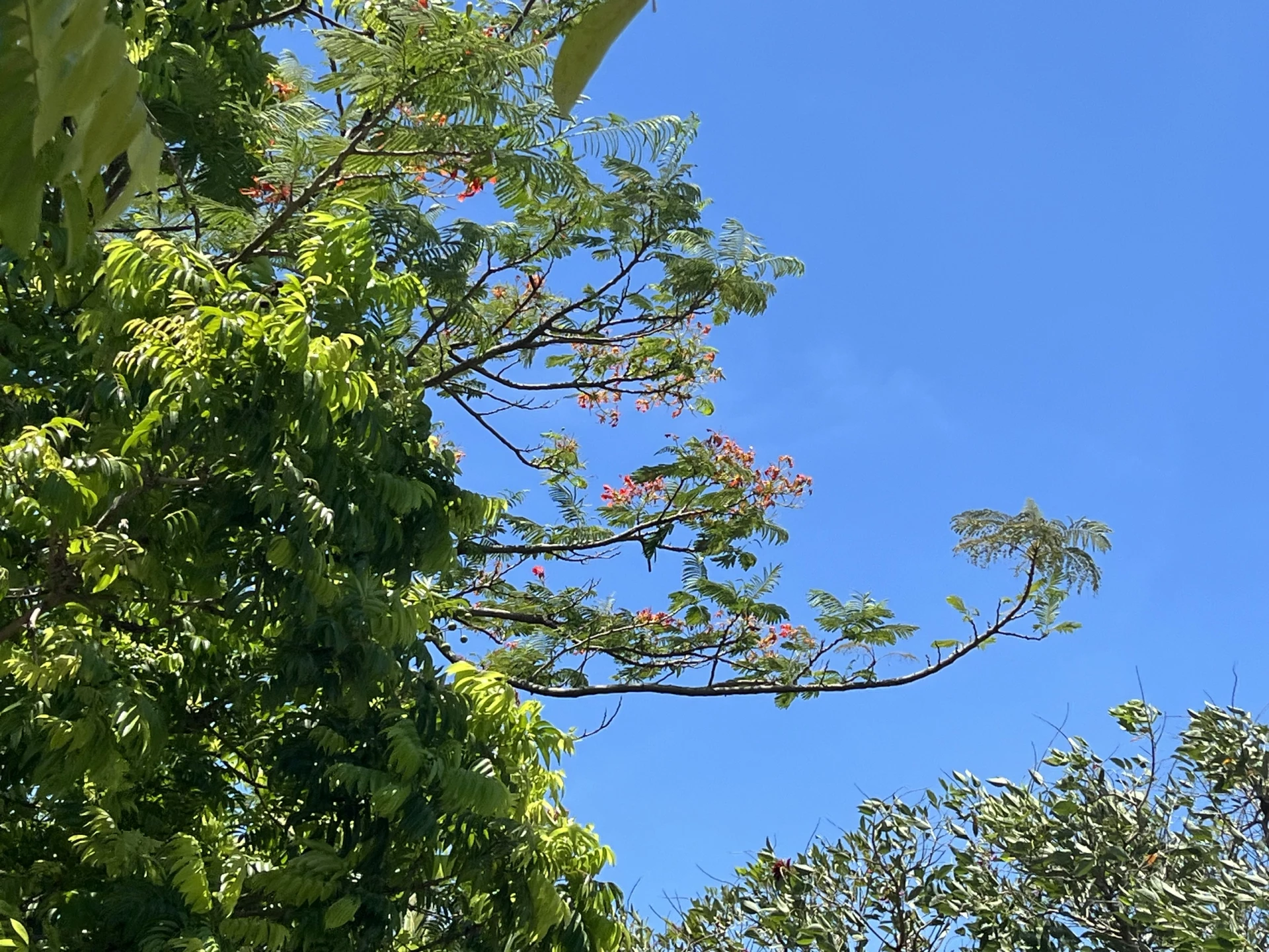 Hoa phượng vươn mình trong nắng