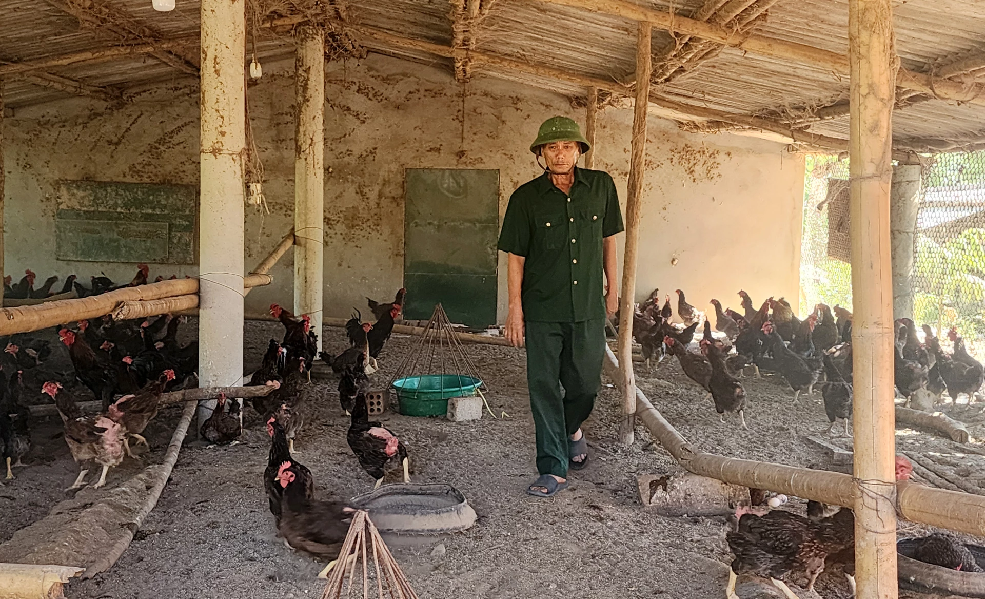 Trang trại chăn nuôi gà mái đẻ của CCB Phạm Thuận- Ảnh: T.L