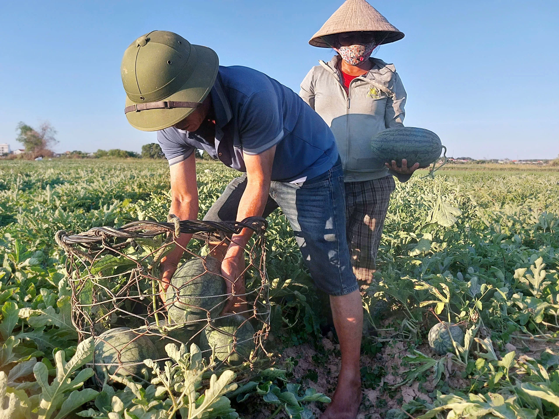 Dưa hấu Hàm Ninh mặc dù có giá thành cao nhưng khách hàng vẫn ưu tiên lựa chọn- Ảnh: ĐN