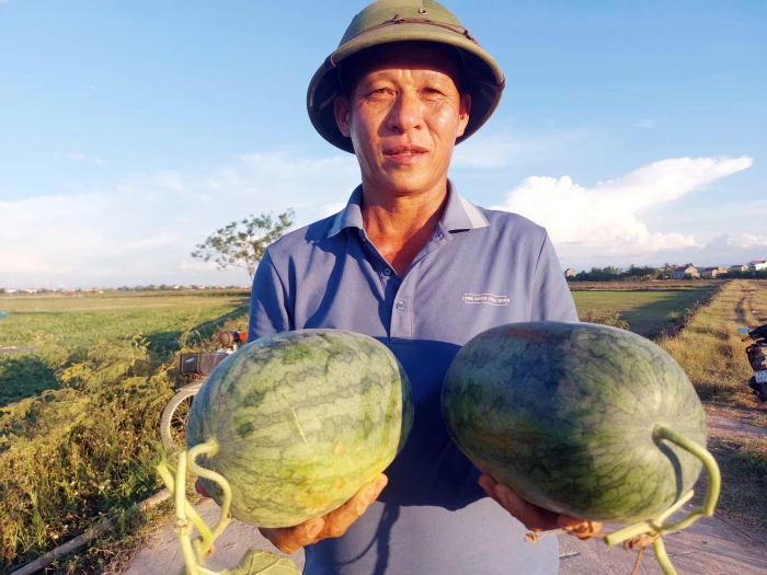 Dưa hấu Hàm Ninh
