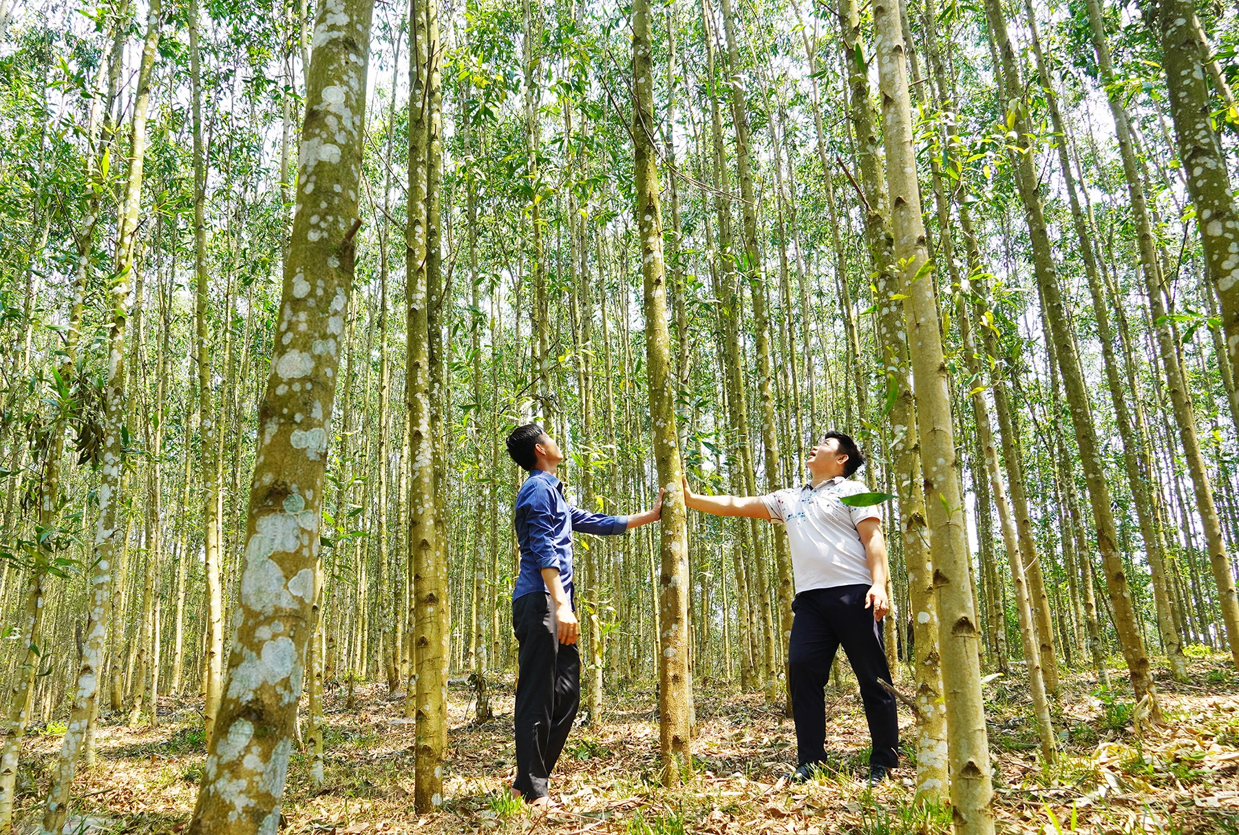 Những cánh rừng trồng đang mang lại thu nhập cao cho người dân xã Tân Thành - Ảnh: X.V