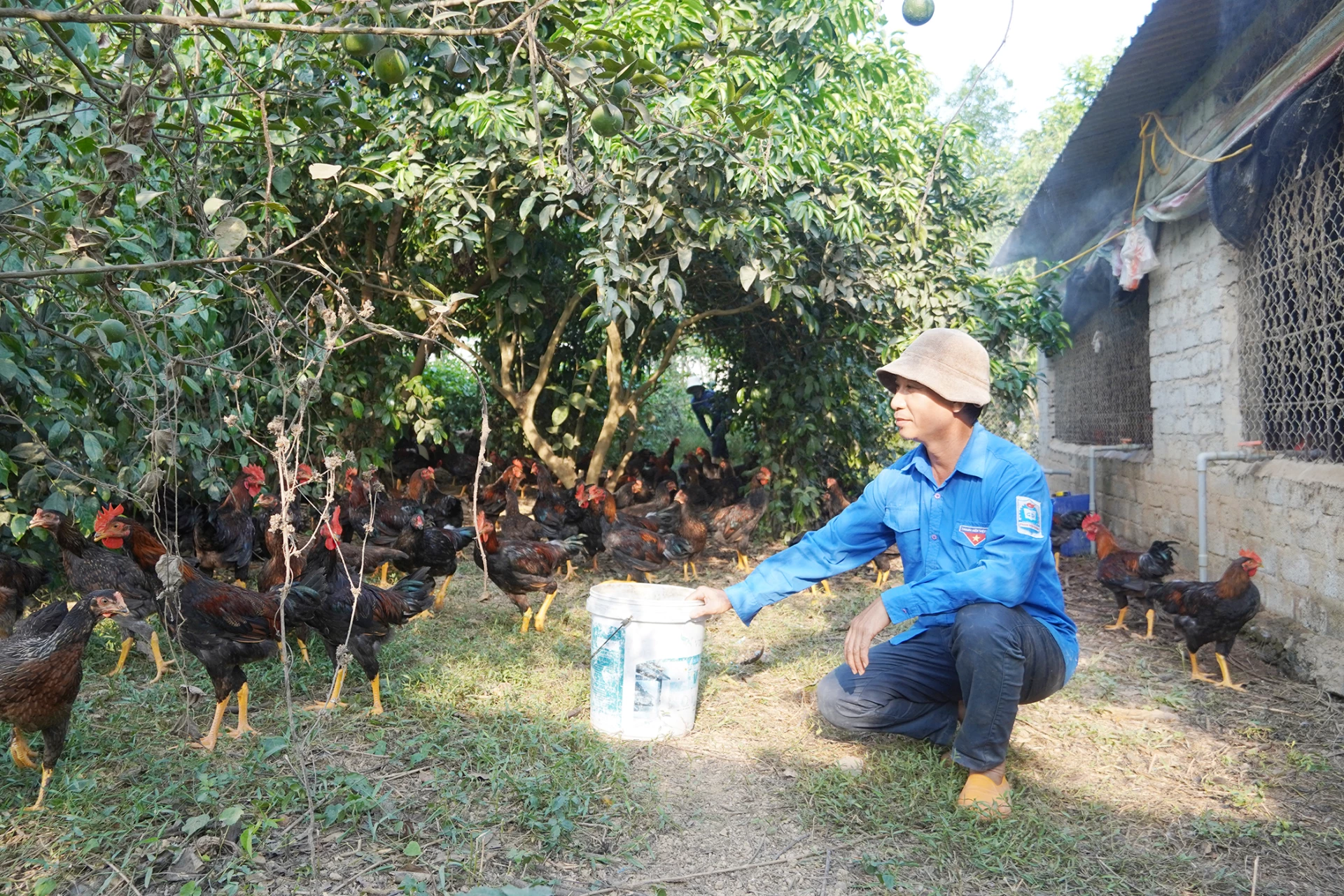 Trang trại nuôi gà hữu cơ của anh Mai Xuân Hạnh ở xã Tuyên Bình đạt doanh thu khoảng 1,2 tỉ đồng/năm - Ảnh: X.V