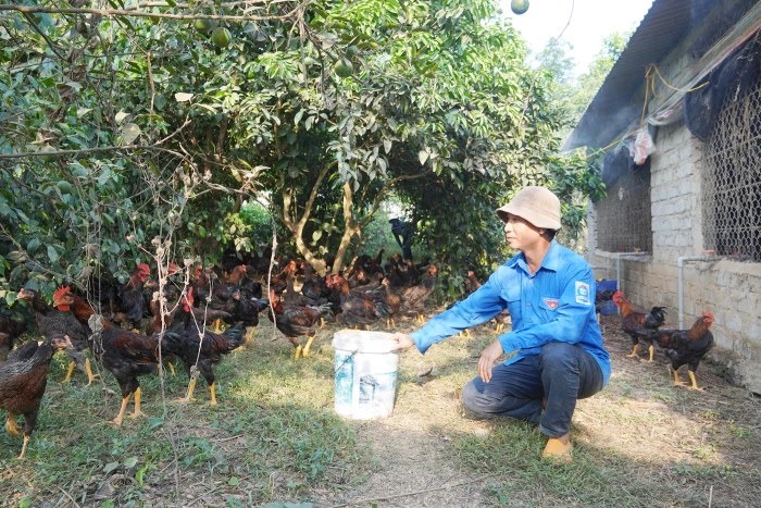 Phát triển chăn nuôi theo hướng hữu cơ