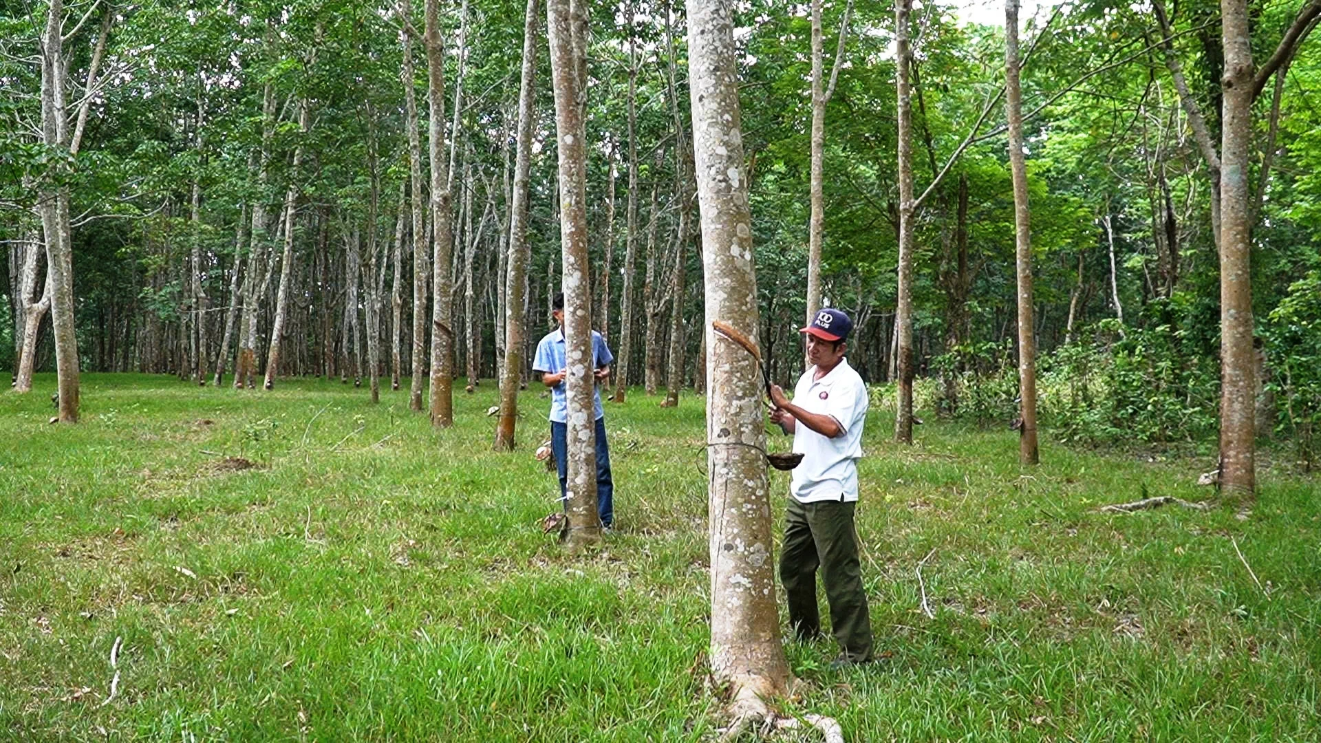 Người dân thôn Đồng Tâm, xã A Dơi cạo mủ cao su - Ảnh: Đ.V