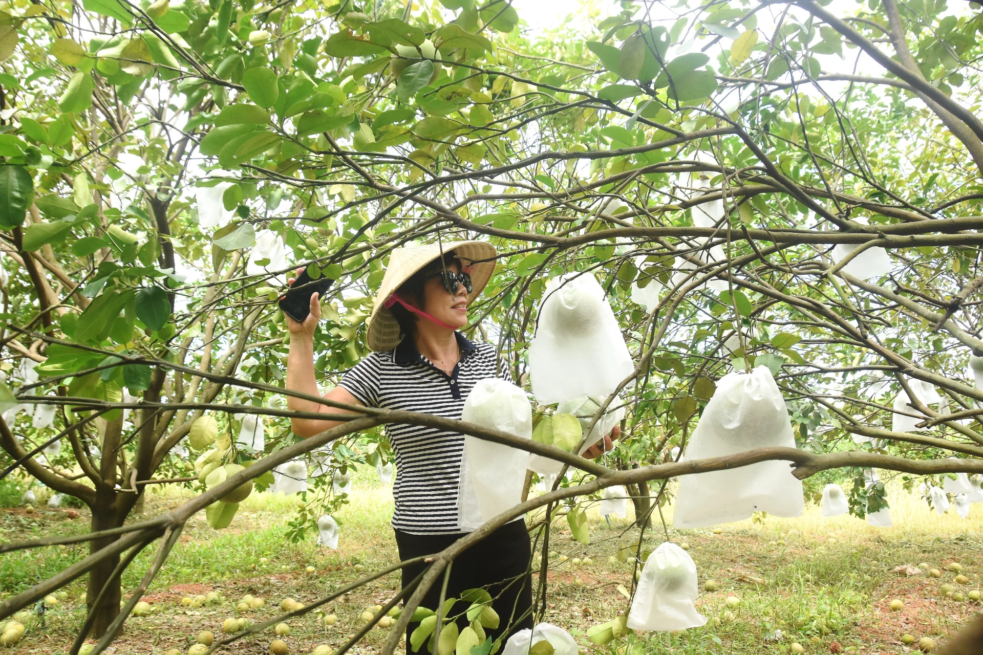 Một mô hình trồng bưởi hồng hữu cơ tại thôn Phú Hưng - Ảnh: Đ.V