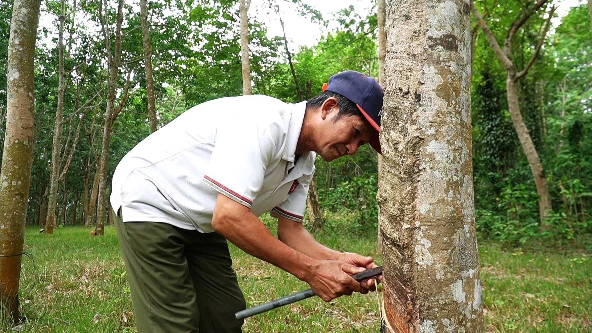 Giá mủ cao su tăng khiến người dân rất phấn khởi, tập trung bám vườn để thu hoạch - Ảnh: Đ.V