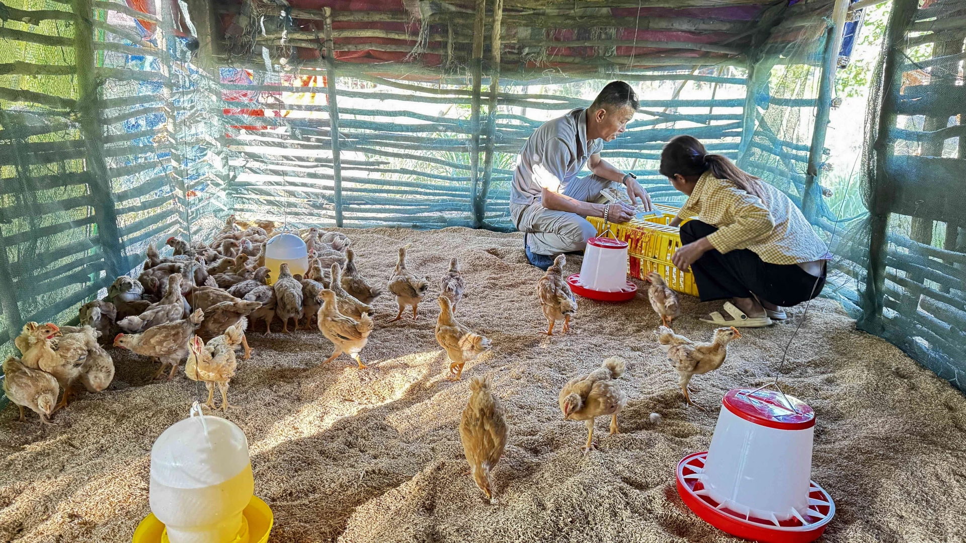 Gà Ri giống được thả vào chuồng nuôi của bà con bản Hang Chuồn, xã Trường Sơn - Ảnh: Quang Ngọc.