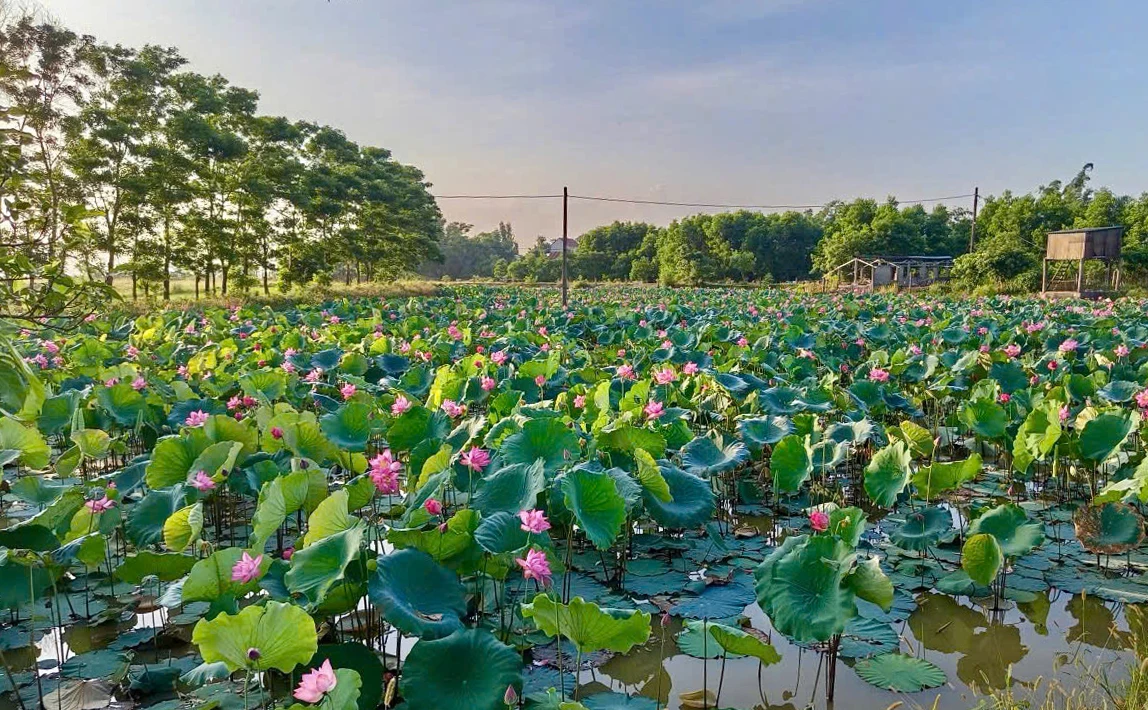 Mô hình trồng sen trên diện tích đất lúa kém hiệu quả tại xã Lệ Thủy - Ảnh: H.C