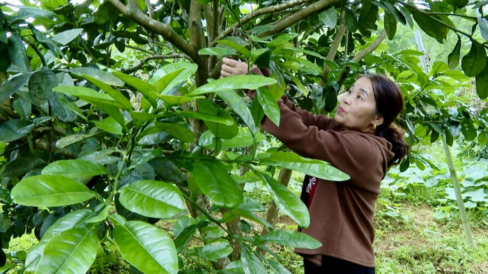 Để cây bưởi bén rễ trên đồng đất Kim Điền