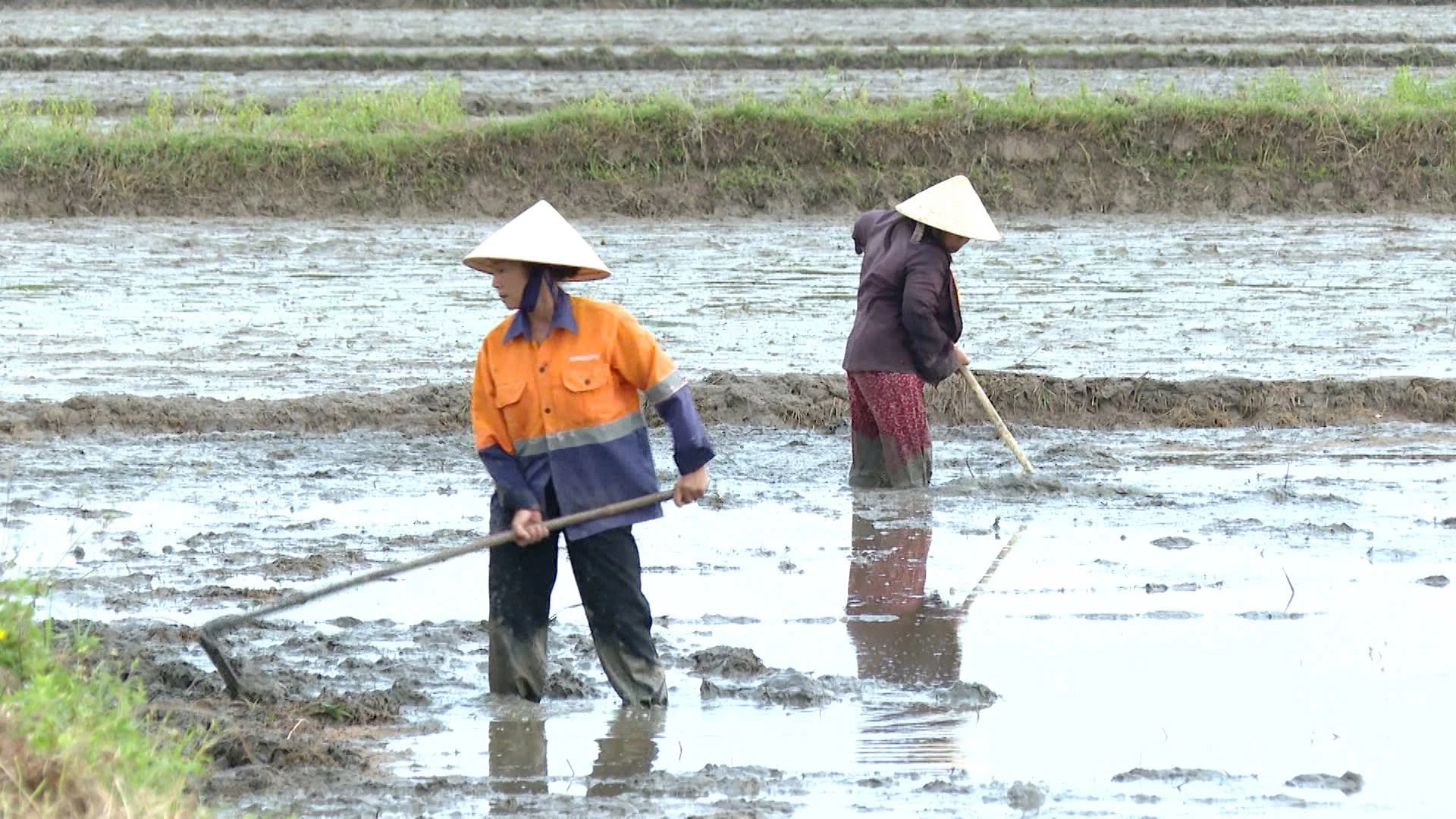 Nông dân Tân Mỹ làm đất, xuống giống vụ hè-thu - Ảnh: T.A