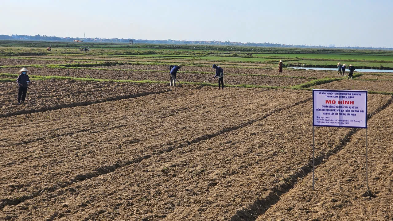 Triển khai mô hình trồng ngô sinh khối gắn với bao tiêu sản phẩm tại các xã-Ảnh: Phan Khiêm