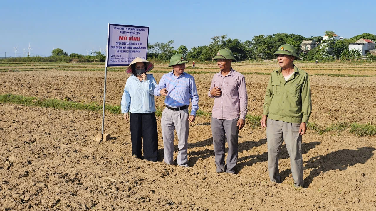 Cán bộ Trung tâm Khuyến nông tỉnh khảo sát mô hình trồng ngô sinh khối tại xã Trường Ninh-Ảnh: Phan Khiêm