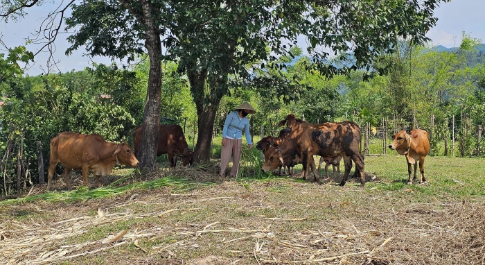 Nỗ lực giảm nghèo bền vững