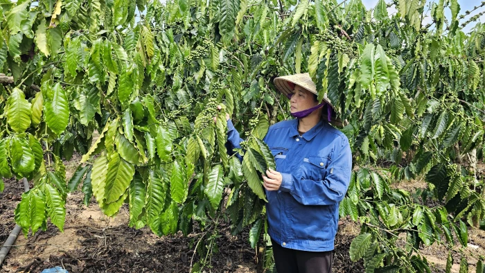 Thu nhập ổn định từ cây cà phê vối