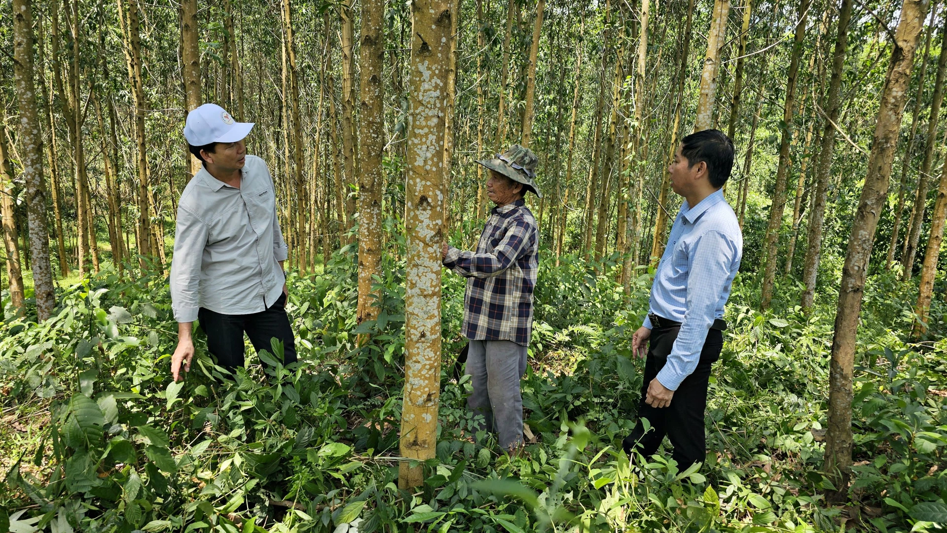 Ông Lê Văn Doãn (đứng giữa), xã Ba Lòng, chia sẻ kinh nghiệm phát triển rừng gỗ lớn - Ảnh: L.A