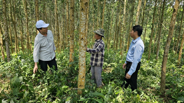 Đẩy mạnh phát triển rừng gỗ lớn