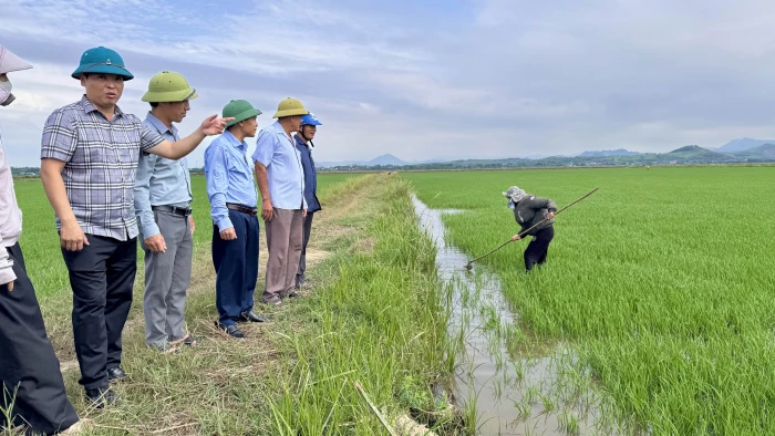 Kiểm tra mô hình sản xuất lúa hè-thu trên diện tích bỏ hoang