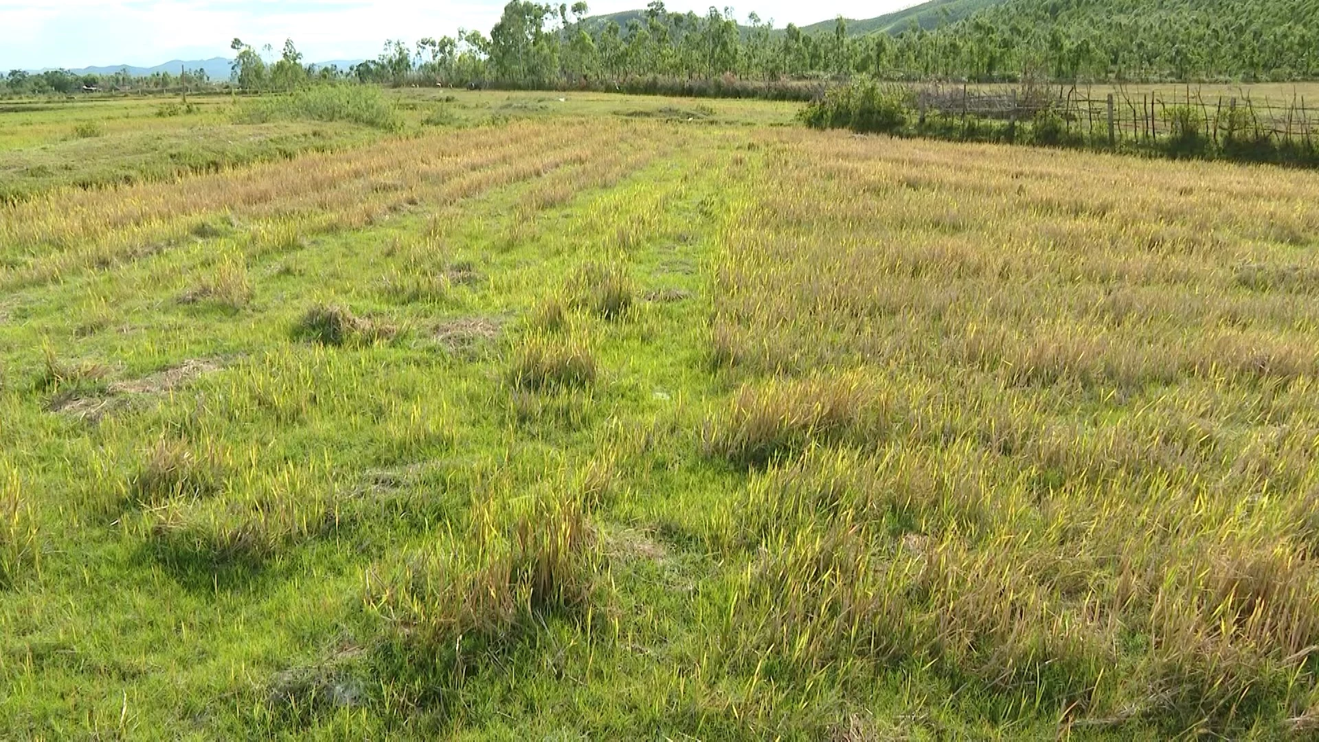Hồ Cửa Mươngkhông còn khả năng tích nước theo thiết kế, nhiều diện tích lúa vụ hè-thu của bà con xã Phú Trạch phải bỏ hoang - Ảnh: Q.V