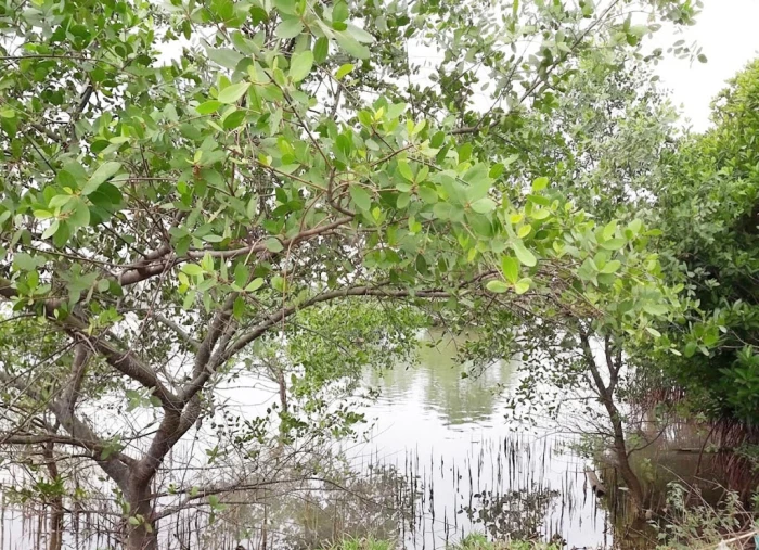 Dòng sông tuổi thơ