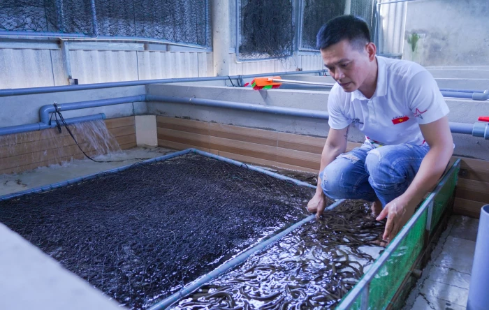 Hiệu quả từ mô hình nuôi lươn không bùn