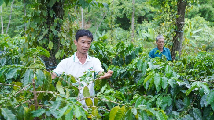 Nâng tầm thương hiệu cà phê Khe Sanh