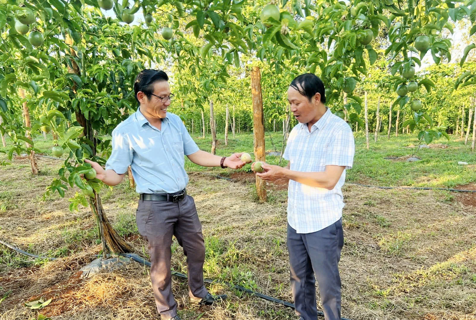 Anh Nguyễn Văn Thuẫn (trái) luôn sẵn sàng chia sẻ kinh nghiệm và hỗ trợ kỹ thuật trồng chanh leo cho bà con có nhu cầu phát triển kinh tế - Ảnh: K.S