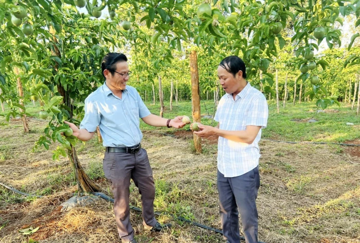 Liên kết trồng chanh leo ở Tân Lập