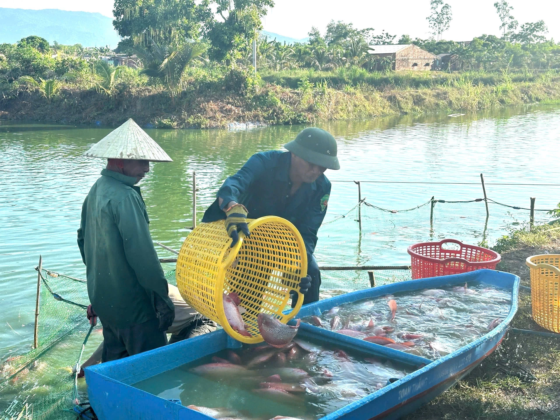 Nhờ chủ động khâu liên kết nên sản phẩm của trang trại chị Hoàng Thị Nga được thương lái thu mua tận nơi-Ảnh: Thùy Trang
 