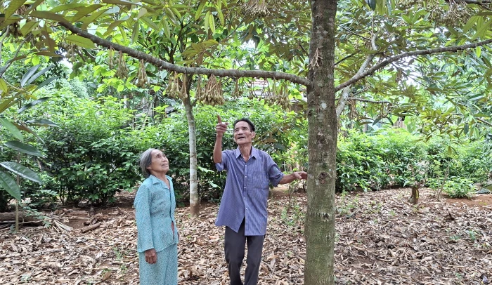 Sầu riêng trên đất Vĩnh Hoàng