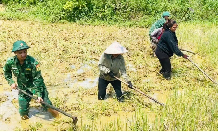 Chủ động sản xuất vụ hè-thu