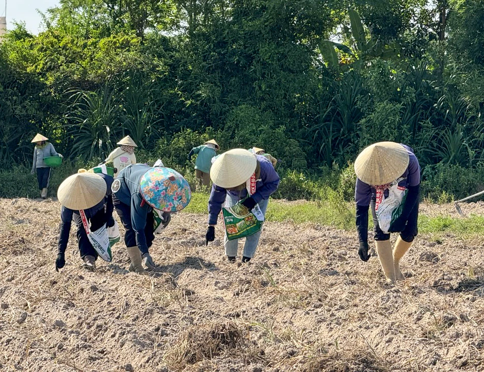 Nông dân thôn Phú Hòa, xã Trường Phú gieo trồng thử nghiệm ngô sinh khối - Ảnh: N.H
